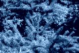 preview cold