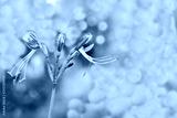 preview cold