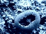 preview cold