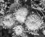 preview bw