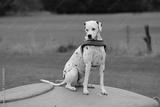 preview bw