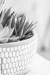 preview bw