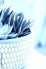 preview cold