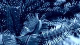 preview cold