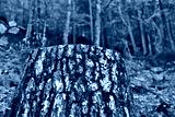 preview cold