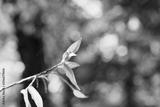 preview bw