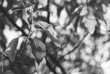 preview bw