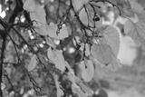 preview bw