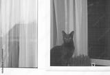 preview bw