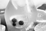 preview bw