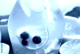 preview cold