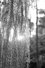 preview bw