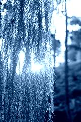 preview cold