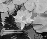 preview bw