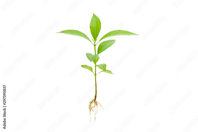 image to crop