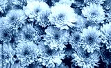 preview cold