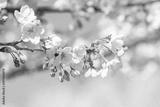 preview bw