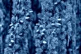 preview cold