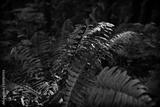 preview bw