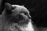 preview bw