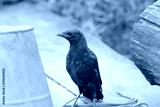preview cold