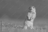 preview bw