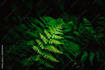 image to crop