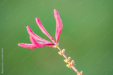 preview original