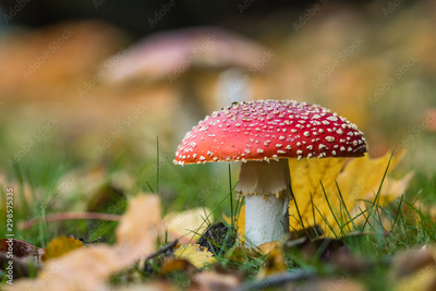 image to crop