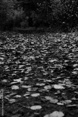 preview bw