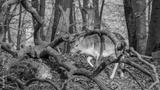 preview bw