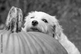 preview bw