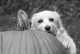 preview bw