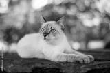 preview bw