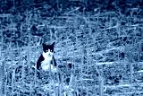 preview cold