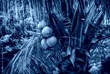 preview cold