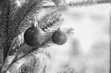 preview bw