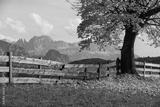 preview bw