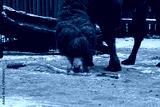 preview cold