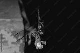 preview bw