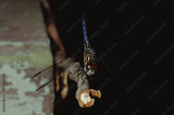 preview original