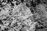 preview bw