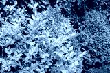 preview cold