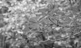 preview bw