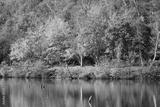 preview bw