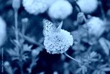 preview cold
