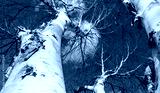 preview cold