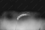 preview bw