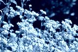 preview cold