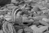 preview bw